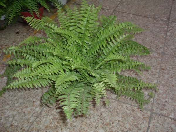 肾蕨图片五
