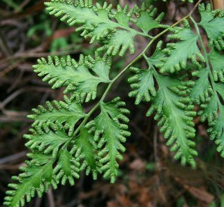 蕨类植物三叉蕨详解 三叉蕨图片集