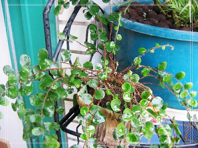 花卉钮扣蕨介绍 钮扣蕨图片集