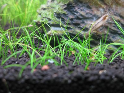 水生花卉牛毛毡简介 牛毛毡图片欣赏