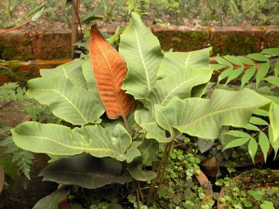蕨类植物庐山石韦介绍 庐山石韦照片图