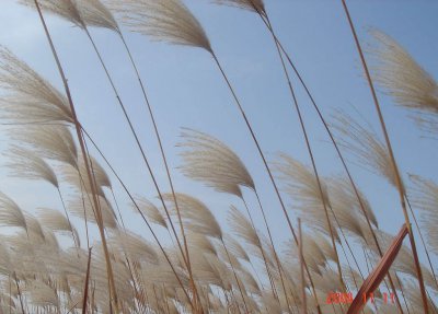 水生花卉芦苇介绍 芦苇图片欣赏