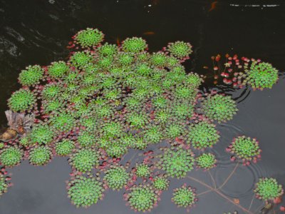 水生花卉菱叶丁香蓼详解 菱叶丁香蓼图片大全