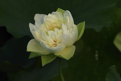 水生花卉克鲁兹王莲介绍 克鲁兹王莲图片欣赏