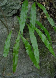 花卉江南星蕨简介 江南星蕨图片
