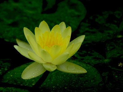 水生花卉黄睡莲详解 黄睡莲图片集