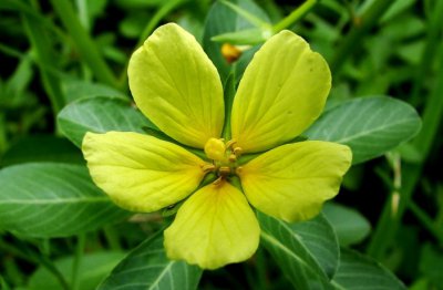 黄花水龙简介 黄花水龙照片图