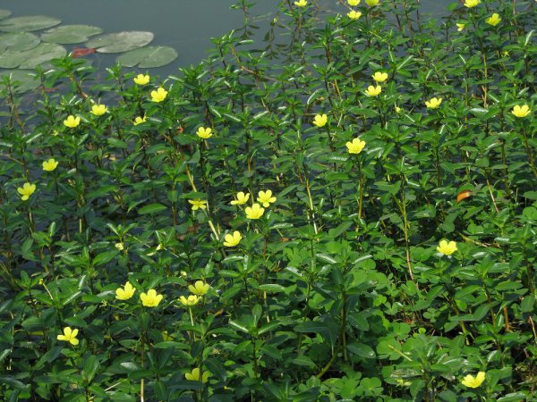 黄花水龙图片三