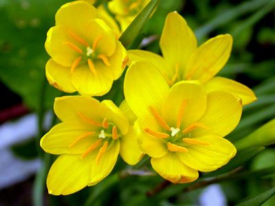黄花葱兰介绍 黄花葱兰图片大全