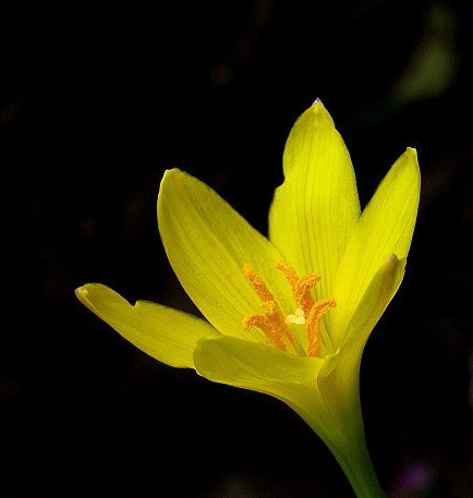 黄花葱兰图片三