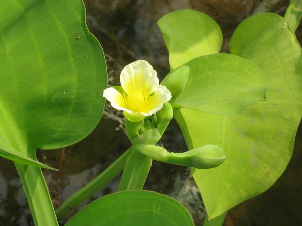 黄花蔺图片四