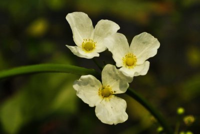 水生花卉皇冠草介绍 皇冠草图片大全