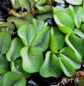 蕨类植物槐叶萍详解 槐叶萍图片大全