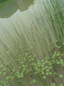 花叶水葱详解 花叶水葱图片欣赏