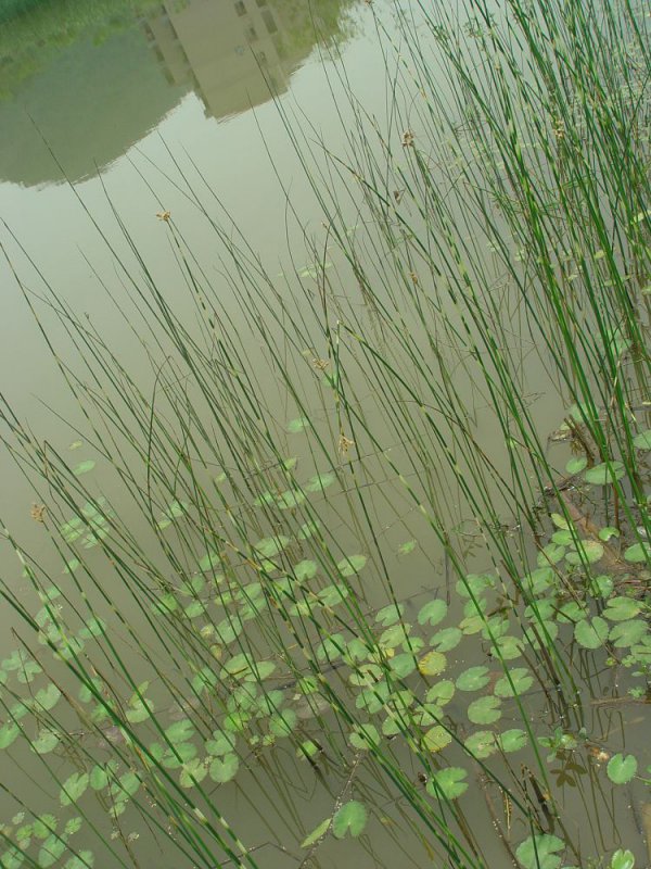 花叶水葱图片一