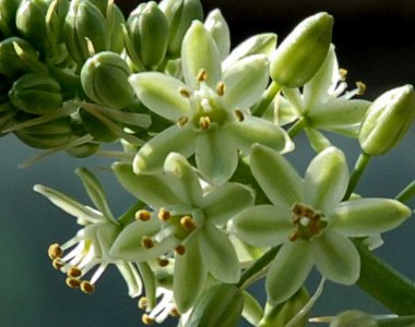 花卉虎眼万年青介绍 虎眼万年青图片欣赏