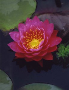 水生花卉红睡莲简介 红睡莲图片