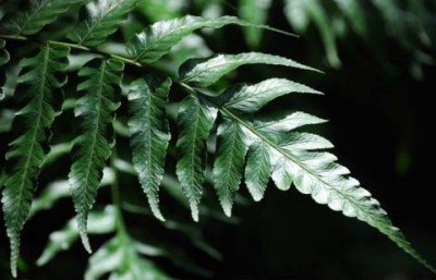花卉黑桫椤介绍 黑桫椤图片