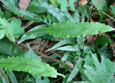蕨类植物褐叶线蕨介绍 褐叶线蕨图片大全