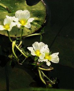 海菜花介绍 海菜花照片图