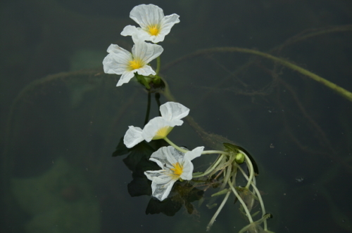 海菜花图片三
