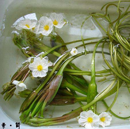 海菜花图片四