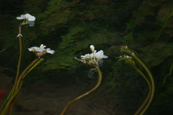 海菜花图片五