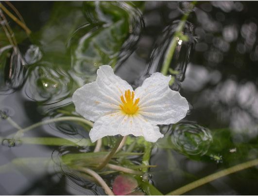 海菜花图片六