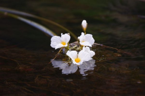 海菜花图片七