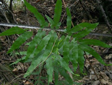 蕨类植物光滑轴脉蕨详解 光滑轴脉蕨长什么样图