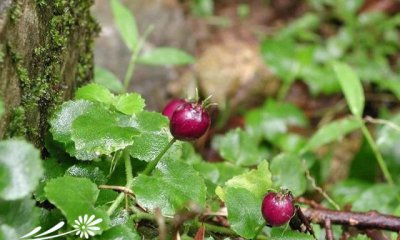 花卉铜锤玉带草简介 铜锤玉带草图片大全