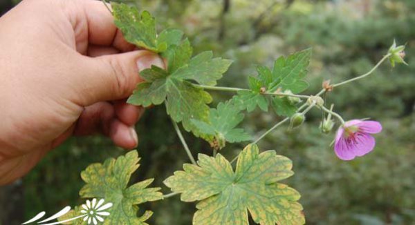 灰背老鹳草图片四