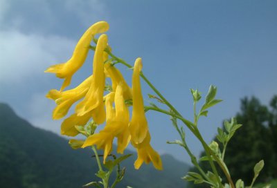 花卉黄紫堇介绍 黄紫堇图片集