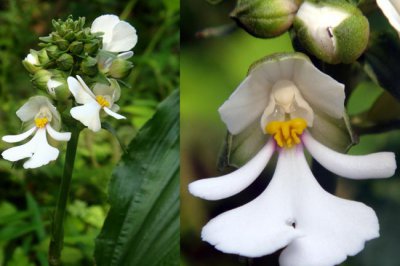 兰科植物泽泻虾脊兰详解 泽泻虾脊兰照片图