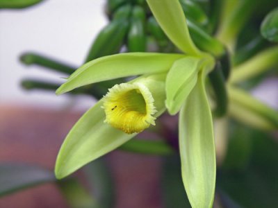 香草兰介绍 香草兰图片
