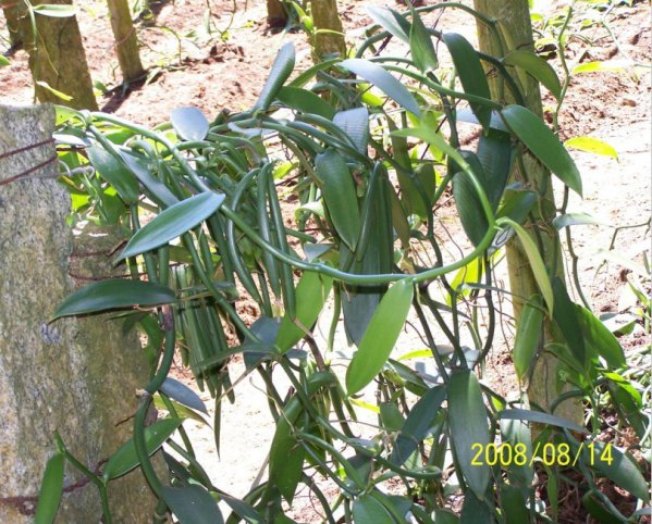 香草兰图片二