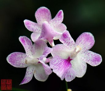 兰科植物指甲兰介绍 指甲兰照片图