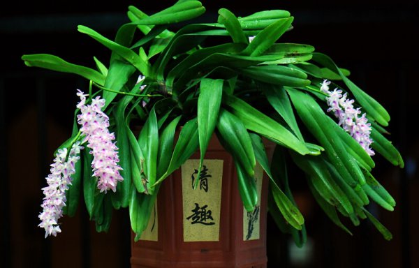 指甲兰图片四
