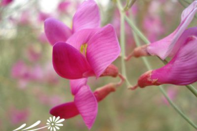 花棒介绍 花棒图片