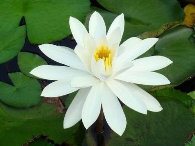 水生花卉白睡莲介绍 白睡莲图片大全
