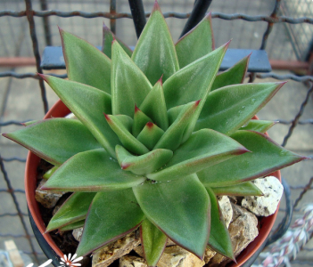 多肉植物东云介绍 东云照片图