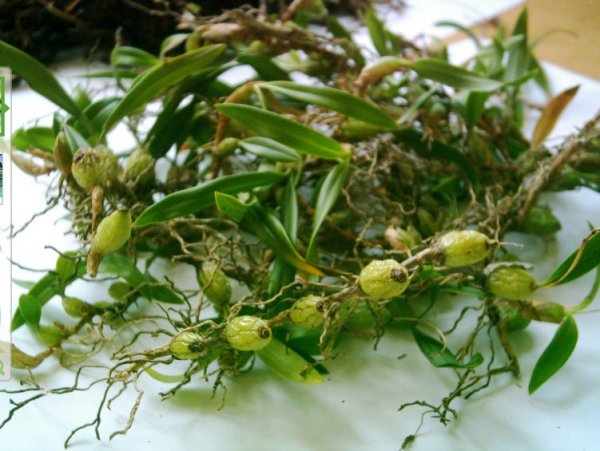 密花石豆兰图片三