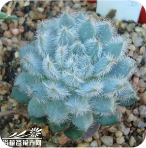 多肉植物锦司晃简介 锦司晃照片图