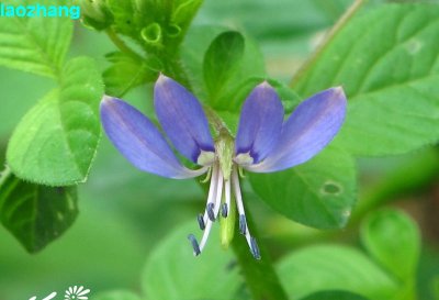 皱子白花菜介绍 皱子白花菜照片图