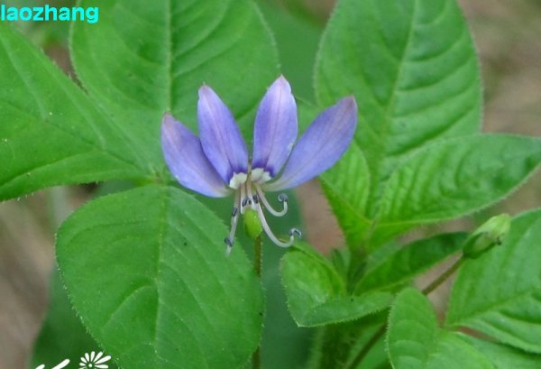 皱子白花菜图片三