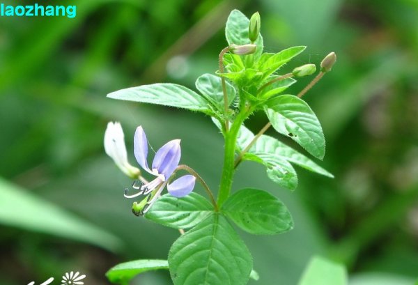 皱子白花菜图片四