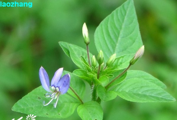 皱子白花菜图片五