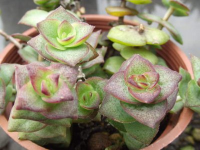 多肉植物星乙女介绍 星乙女长什么样图