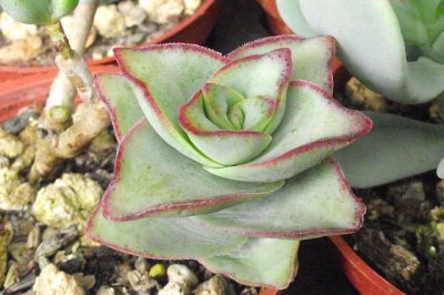 多肉植物星之王子介绍 星之王子照片图