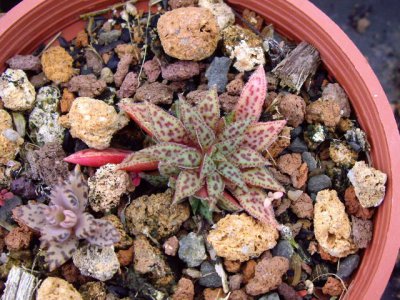 多肉植物花簪介绍 花簪照片图